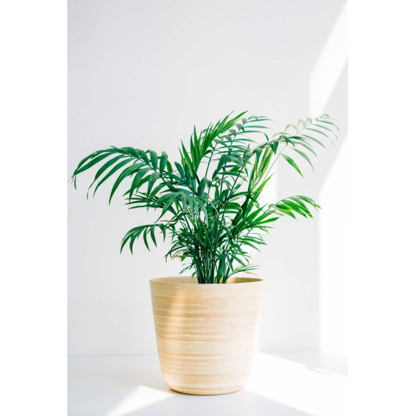 Palmier d'intérieur - Chamaedorea elegans Collinea 