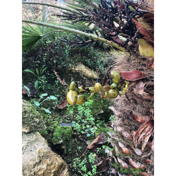 Palmier nain - Chamaerops Humilis 