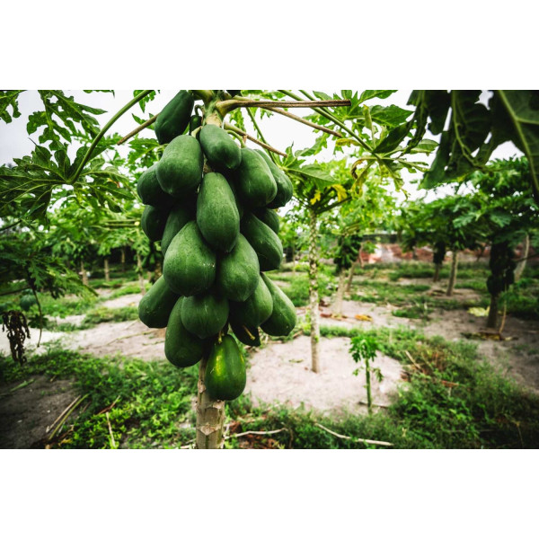 Papayer - Carica papaya 