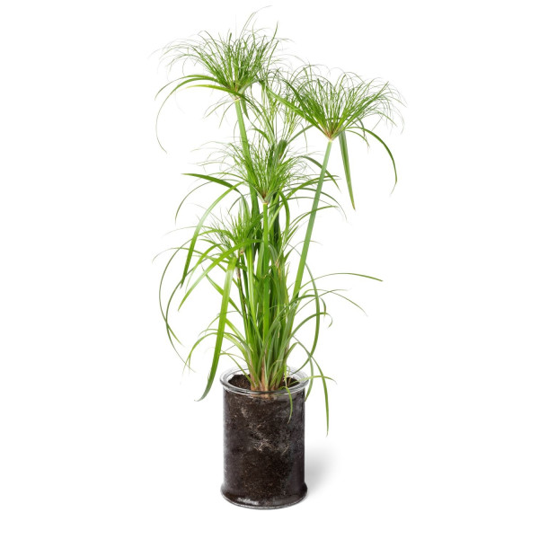 Papyrus du Nil - cyperus papyrus 