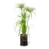 Papyrus du Nil - cyperus papyrus 