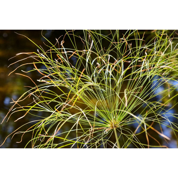 Papyrus du Nil - cyperus papyrus 