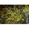Papyrus du Nil - cyperus papyrus 