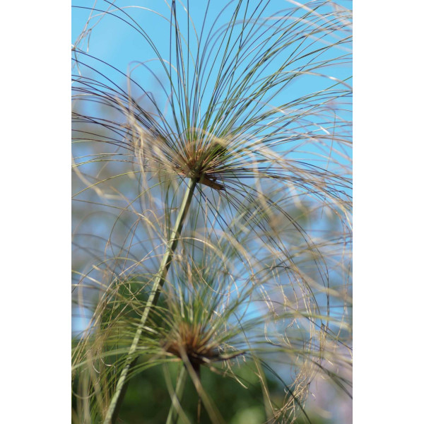 Papyrus du Nil - cyperus papyrus 
