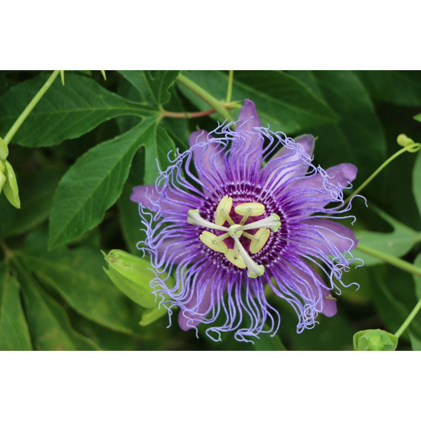 Passiflore - Passiflora quadrangularis 