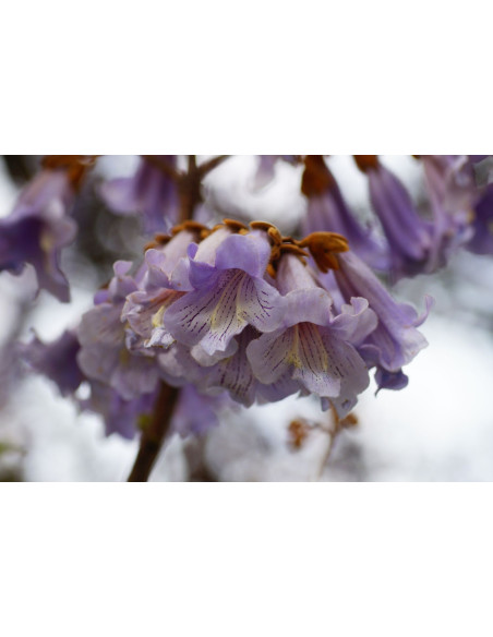 Paulownia tomentosa 