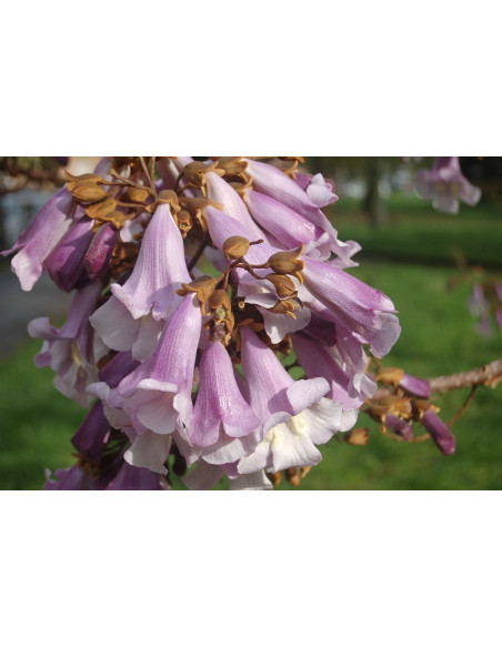 Paulownia tomentosa 