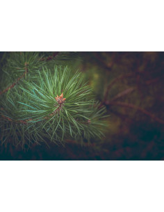 Pin Parasol - Pinus pinea 