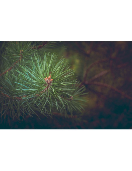 Pin Parasol - Pinus pinea 