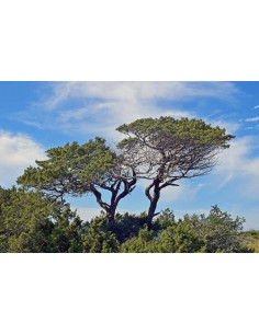 Pin Parasol - Pinus pinea  2