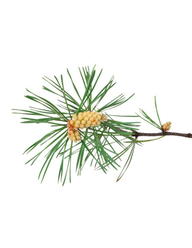 Pin Parasol - Pinus pinea 