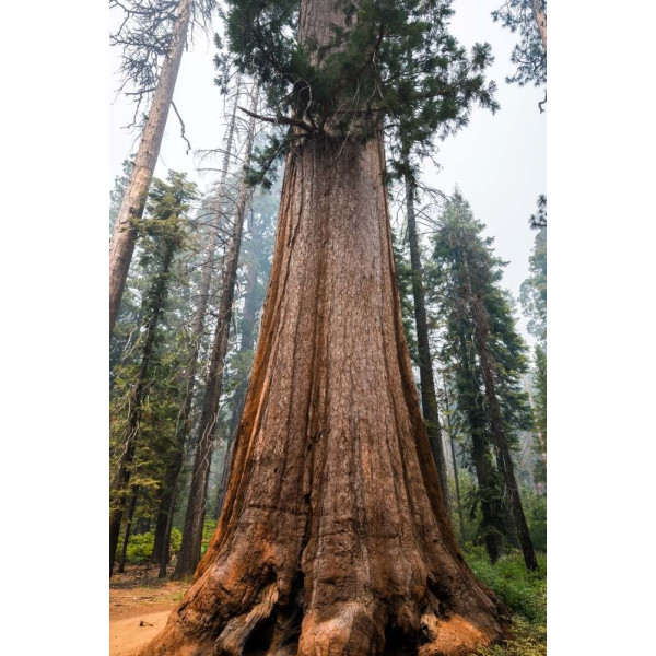 Sequoia géant - Sequioadendron giganteum 