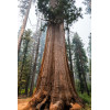 Sequoia géant - Sequioadendron giganteum 