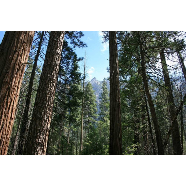 Sequoia géant - Sequioadendron giganteum 