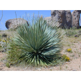 Yucca rostrata 