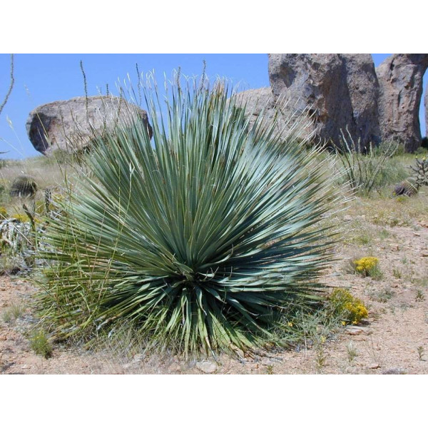 Yucca rostrata 