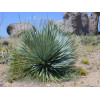 Yucca rostrata 