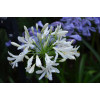 Agapanthe Blanche - Umbellatus White Umbrella 