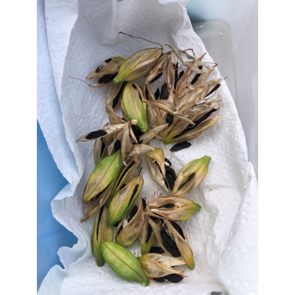 Agapanthe Blanche - Umbellatus White Umbrella 