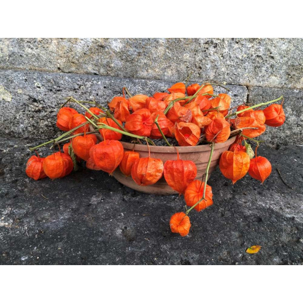 Amour en Cage - Physalis alkekengi var, Franchetii 