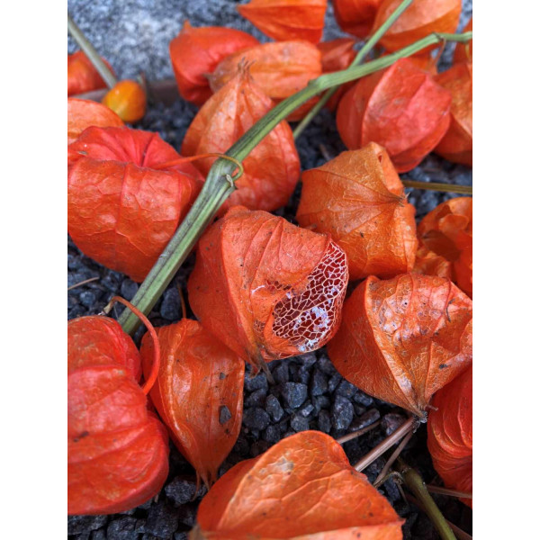 Amour en Cage - Physalis alkekengi var, Franchetii 