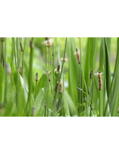 Plantain Lancéolé - Plantago Lanceolata 