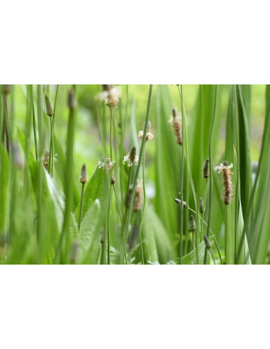 Plantain Lancéolé - Plantago Lanceolata 