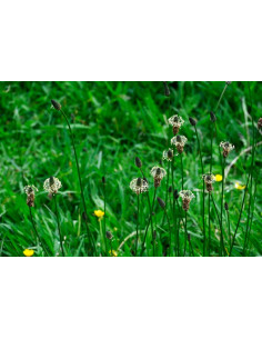 Plantain Lancéolé - Plantago Lanceolata  2