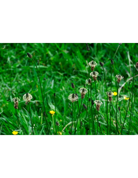 Plantain Lancéolé - Plantago Lanceolata 