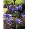 Agapanthe Bleue - Umbellatus blue Umbrella 