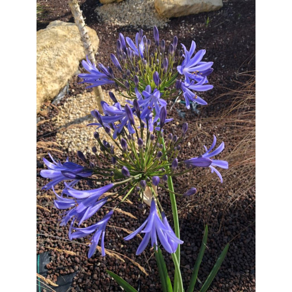 Agapanthe Bleue - Umbellatus blue Umbrella 
