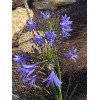 Agapanthe Bleue - Umbellatus blue Umbrella 
