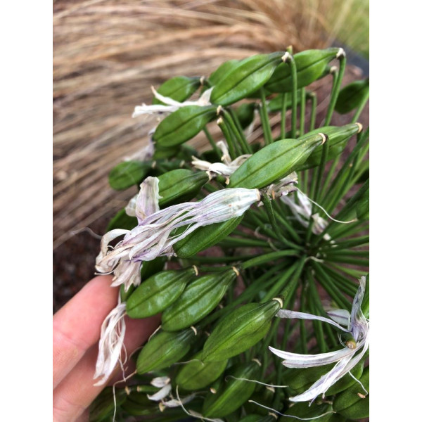Agapanthe Bleue - Umbellatus blue Umbrella 