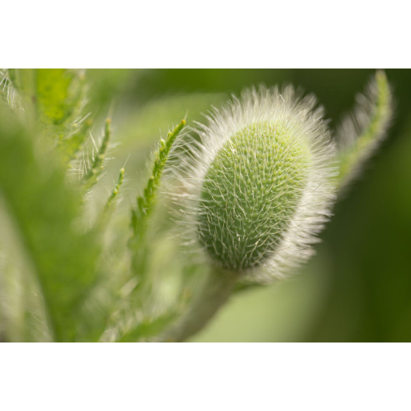 Coquelicot double mix 