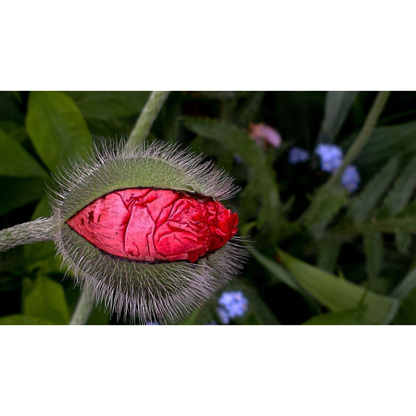 Coquelicot double mix 