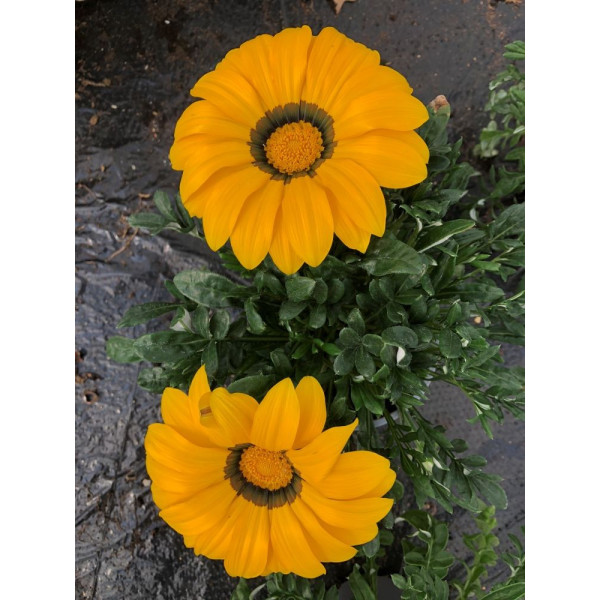 Gazania zany F1 mix 