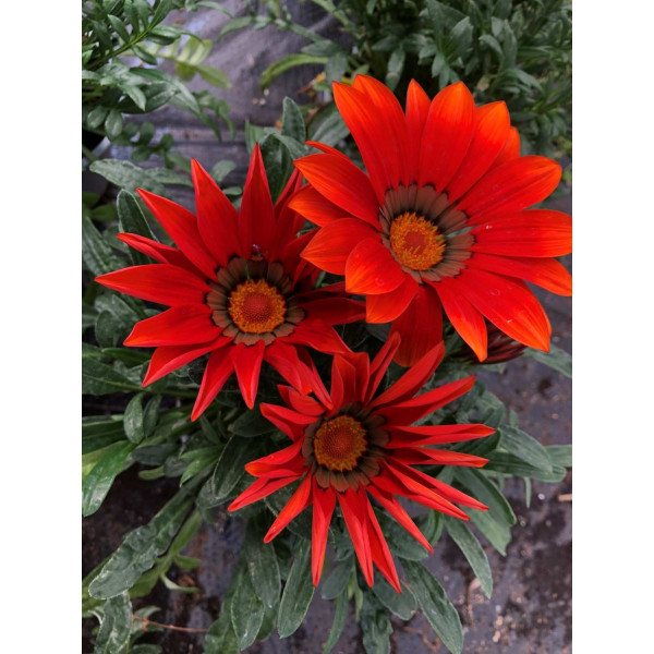 Gazania zany F1 mix 