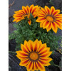 Gazania zany F1 mix 