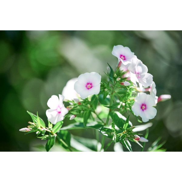 Phlox annuel de Drummond 'Grandiflora Mix' 