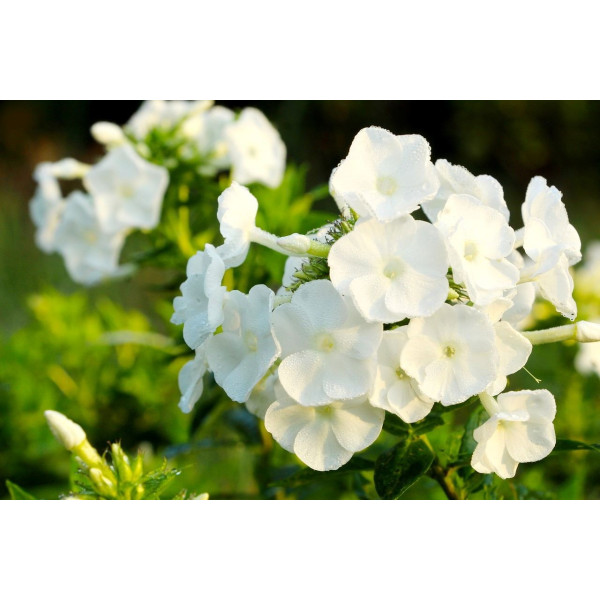 Phlox annuel de Drummond 'Grandiflora Mix' 