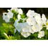 Phlox annuel de Drummond 'Grandiflora Mix' 