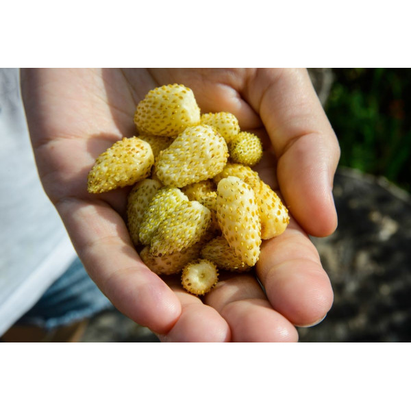 Fraisier à fraises jaunes - Yellow Wonder 