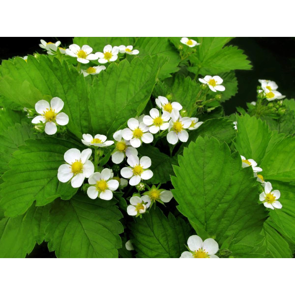 Fraisier à fraises jaunes - Yellow Wonder 