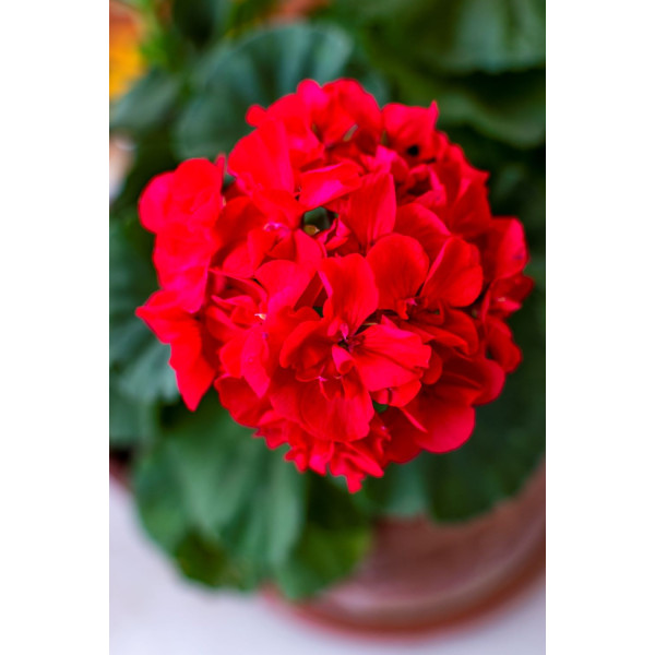 Géranium 'F2 Dancer Mix' et Rouge 