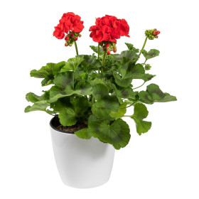 Géranium 'F2 Dancer Mix' et Rouge  2