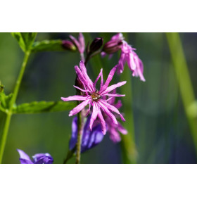 Lychnis flos-cuculi 'Fleur de Coucou' 