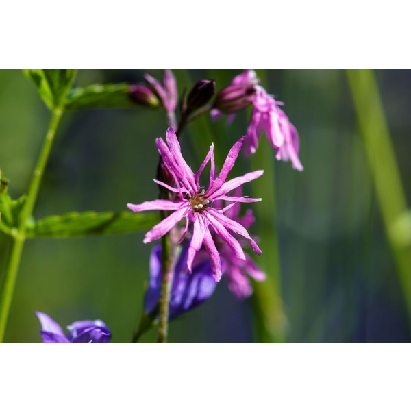 Lychnis flos-cuculi 'Fleur de Coucou' 