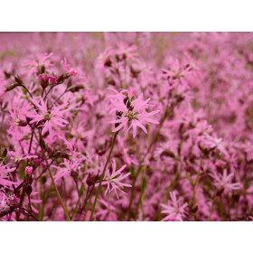 Lychnis flos-cuculi 'Fleur de Coucou'  2