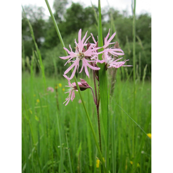 Lychnis flos-cuculi 'Fleur de Coucou' 