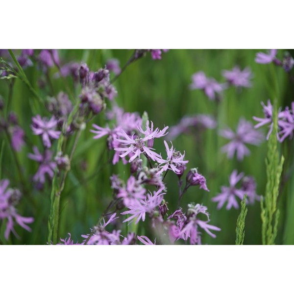 Lychnis flos-cuculi 'Fleur de Coucou' 